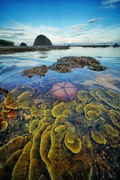 istock Nice coral beach in central Vietnam 1325578522