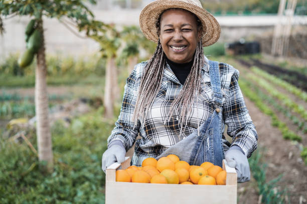 新鮮な有機オレンジと木箱を保持しているアフリカのシニア農家の女性 - 顔に焦点を当てる - africa farmer african descent agriculture ストックフォトと画像