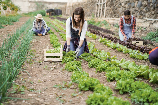 istock Multiracial people working while picking up lettuce plant -Main focus on center woman hands 1325578600