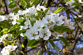 A pear tree in abundant bloom. Many small white flowers on branches with green leaves. Spring. The awakening of nature. White flower background