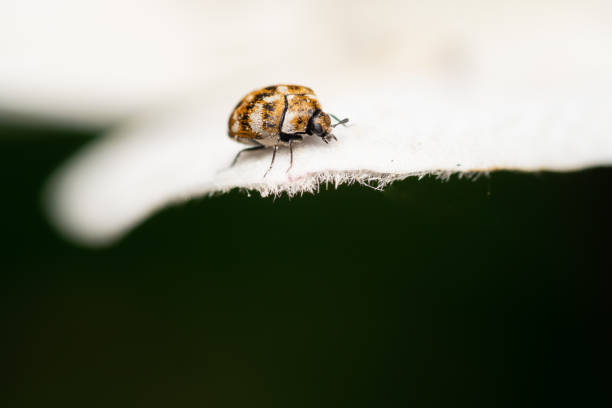istock Skin Beetle / Carpet Beetle (Dermestidae) 1325579854