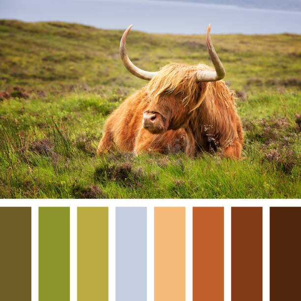 istock Highland cow palette 1325581302
