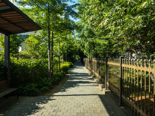 istock walkway with the cool shade of trees 1325581310