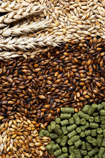 Ingredients for brewers. Pale ale, chocolate and caramel malt grains, green hops and wheat ears, close-up. Craft beer brewing from grain barley malt. Ingredients for brewers. Pale ale, chocolate and caramel malt grains, green hops and wheat ears, close-up. Craft beer brewing from grain barley malt. steep stock pictures, royalty-free photos & images