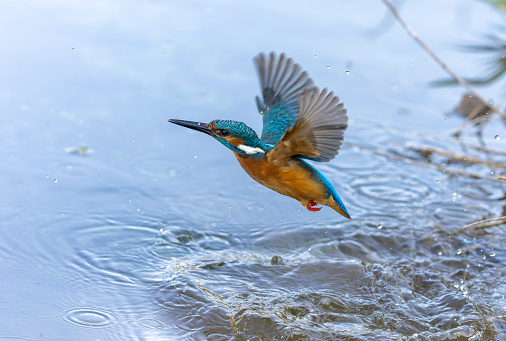 Male common kingfisher (Alcedo atthis) emerging from water.