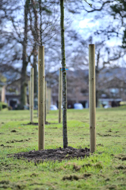 istock Spring vertical closeup view of single small trees with two stakes to protect from the wind, Ballawley Park, Sandyford, Dublin, Ireland. High resolution. Young tree support 1325583354