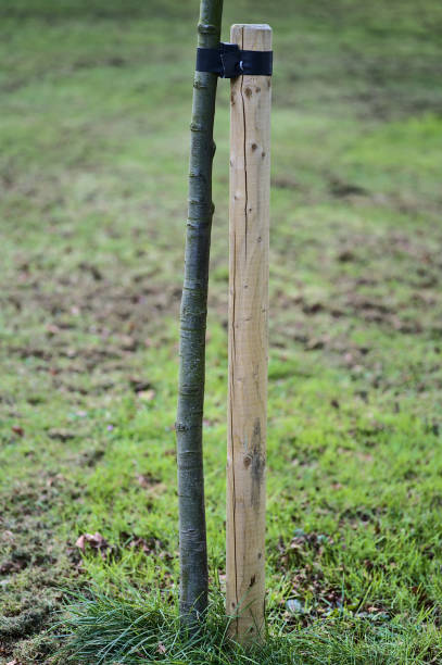 istock Spring vertical closeup view of single small tree with stake and tie to protect from the wind, Ballawley Park, Sandyford, Dublin, Ireland. High resolution. Young tree support 1325583415