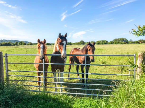 istock Three horses at gate in a field 1325583513