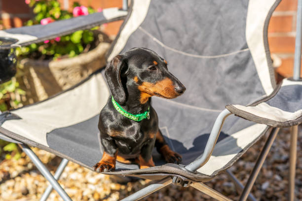 istock Dachshund puppy sitting on camping chair 1325583571