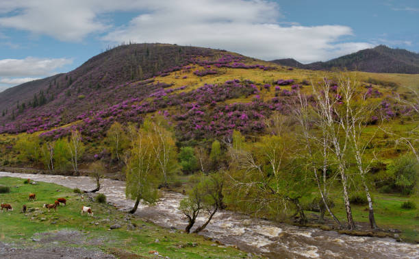 istock May valleys of mountain rivers 1325583672