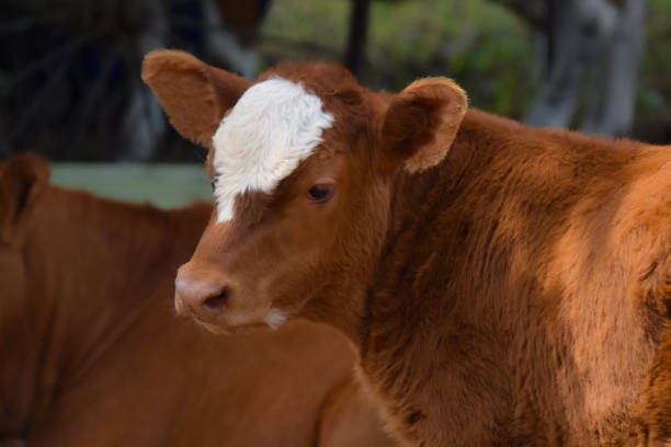 istock Nice cow on a Canadian farm 1325584306