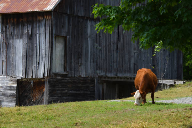 istock Nice cow on a Canadian farm 1325584347
