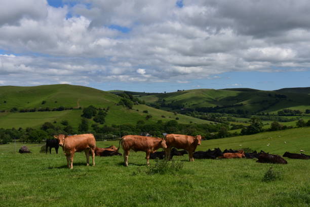 istock Beef Cattle Herd in South Shropshire, UK 1325584498