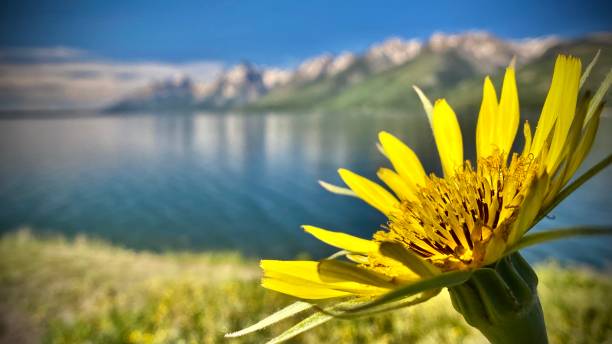 the grand teton mountain range with a foreground yellow meadow salsify / tragopogon pratensis grand teton national park - moose, wy - usa snake river valley grand teton national park stock pictures, royalty-free photos & images