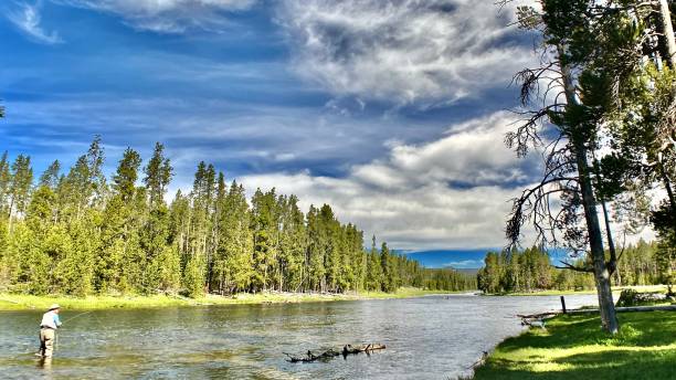 voar pescando no poderoso rio yellowstone - yellowstone national park hat blue lake - fotografias e filmes do acervo