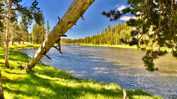 fly fishin' en el poderoso río yellowstone - yellowstone national park hat blue lake fotografías e imágenes de stock