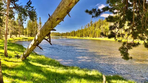 voar pescando no poderoso rio yellowstone - yellowstone national park hat blue lake - fotografias e filmes do acervo