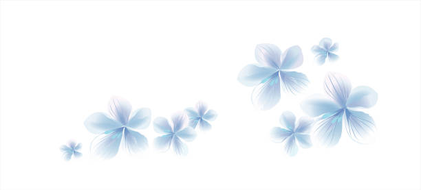 白い背景に隔離された白い飛ぶ花。桜の花。桜。ベクトル - sakura petal vector east点のイラスト素材／クリップアート素材／マンガ素材／アイコン素材