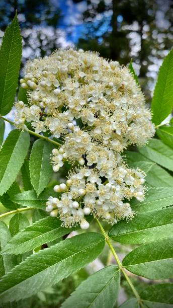white flowering greene’s mountain-ash tree / sorbus scopulina driving in yellowstone national park - cody, wy - usa samuel howell stock pictures, royalty-free photos & images