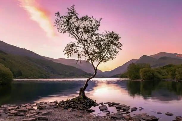 Stunning sunrise backdrop to the Lonely Tree on the banks of Llyn Padarn at the base of Mt Snowden in Llanberis, Wales, United Kingdom