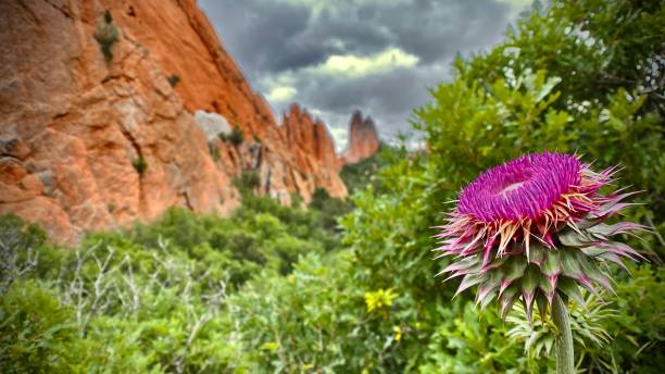 red rock formations and a milk thistle hiking at garden of the gods visitor and nature center, colorado springs, co - usa bindweed photos stock pictures, royalty-free photos & images