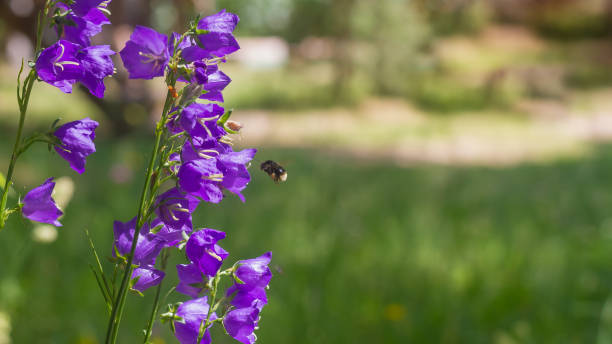 istock Lilac bell flowers in a forest clearing bloom in summer 1325589495