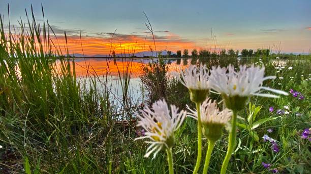 istock wild flowers at sunset - wide angle view 1325589514