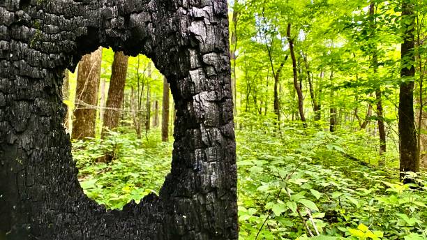 resti di fuoco circondati da una vegetazione lussureggiante - blue ridge mountains autumn great smoky mountains tree foto e immagini stock