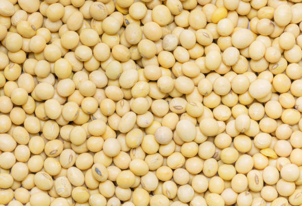 istock Macro soybean,Soybeans shot from above. Premium grade soybeans 1325589865