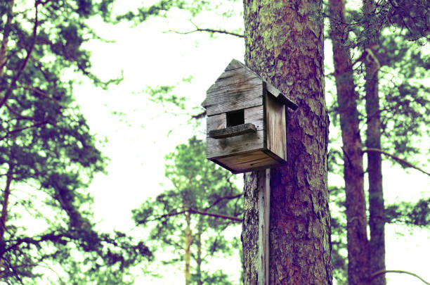 istock Wooden handmade bird house on pine tree 1325590107
