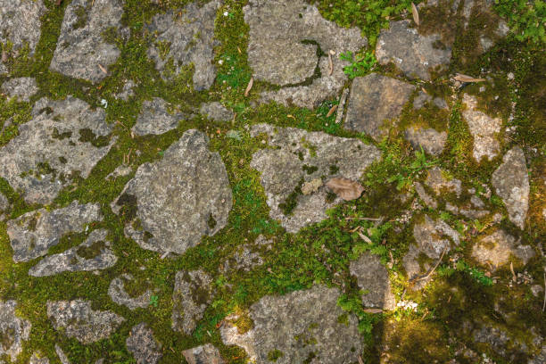 Moss and Stone Texture for Background. cobble way.