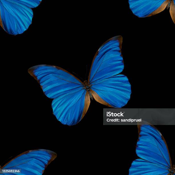 Blue Butterfly Color Pattern Seamless Pattern Of Blue Butterflies Stock Illustration - Download ...