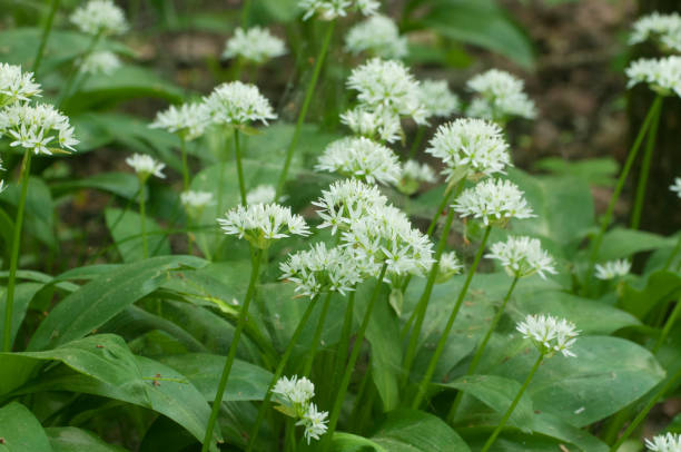 istock Allium ursinum flowering plants 1325593073
