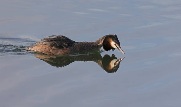 Great crested grebe A Great crested grebe on a lake with calm water and reflection great crested grebe stock pictures, royalty-free photos & images