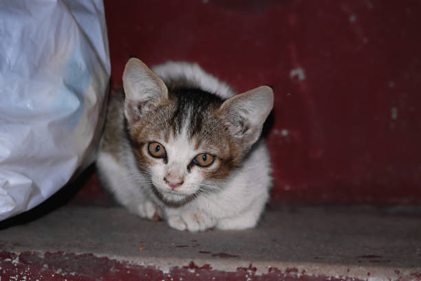 istock Cat sitting on the steps in my house, cats lover 1325595229