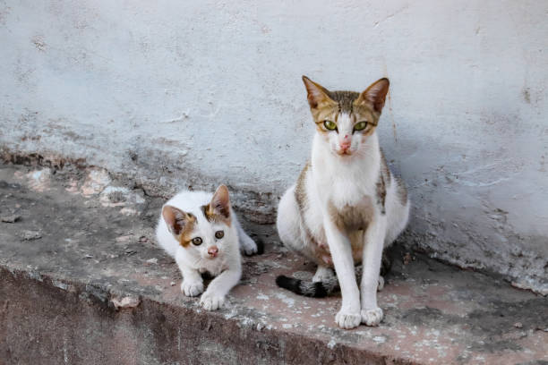 istock Cat sitting on the steps in my house, cats lover 1325595238