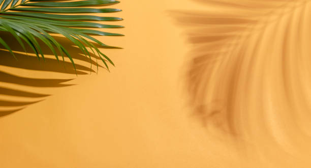 istock Green tropical palm leaves on colorful background with sunlight. Minimal summer creative flat lay. 1325595291