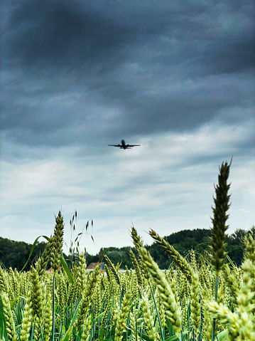 Crops are growing in the cultivated land . An airplane is approaching the airport.