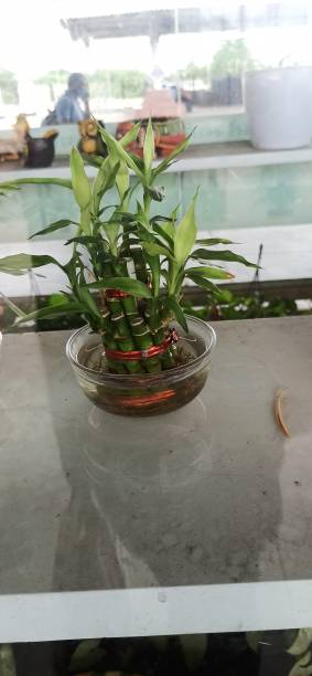 istock Bonsai of bamboo tree 1325600896