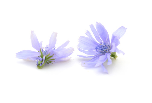 Two blue chicory flowers on white