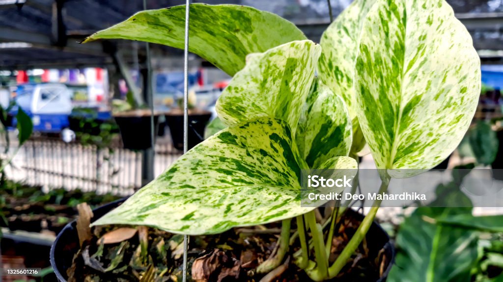 Epipremnum Aureum Variegated, Plantae, Araceae E. Aureum, variegation Backgrounds Stock Photo