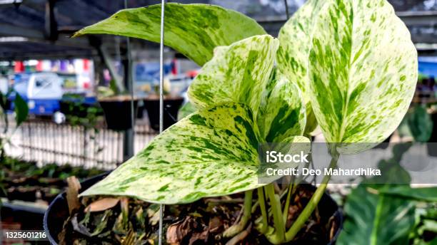 Epipremnum Aureum Variegated Plantae Araceae Stock Photo - Download Image Now - Backgrounds, Botany, Color Image