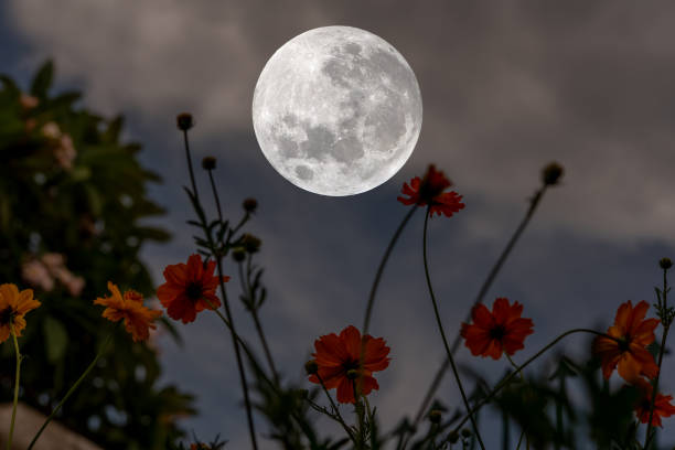 istock Full moon with cosmos flowers silhouette in the night. 1325601229