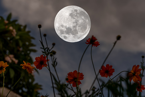 Full moon, supermoon, or springtime strawberry supermoon in the spring night with clearly visible moon surface in the dark night sky over Kampen, Overijssel, Netherlands. Shot with a long telelens.