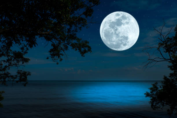 istock Full moon on sky over sea with tree branch silhouette in the night. 1325601240