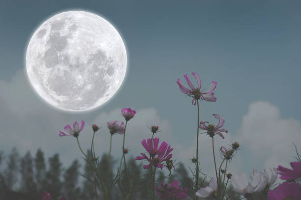 istock Full moon on the sky with cosmos flowers silhouette. 1325601242