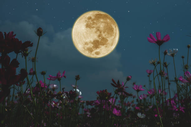istock Full moon with cosmos flowers silhouette in the night. 1325601243