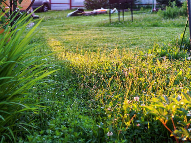 istock sunset light in the garden 1325602191