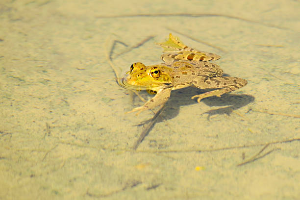 istock Pelophylax perezi 1325604431