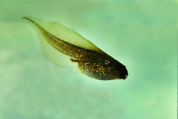 Tadpole swimming in a pond stock photo